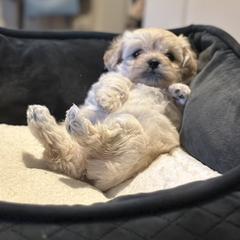 Shichon Puppies from Great Lakes Teddy Bear Dogs