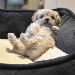 Shichon Puppies from Great Lakes Teddy Bear Dogs