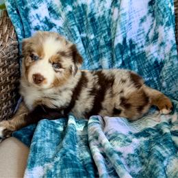 Scout - Red merle male Australian Shepherd puppy in Oxford, Florida from SoCo Aussies