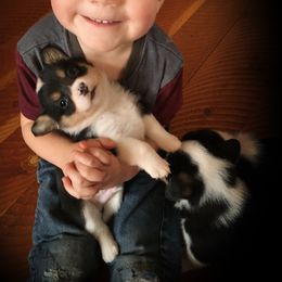 Pembroke Welsh Corgi Puppies from Just My Size Farmstead