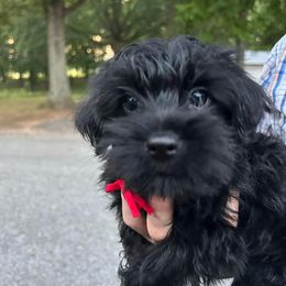 Assorted Doodle Crosses, Double Doodle, Maltipoo, Morkie, and Yorkipoo Puppies from Danza Bolo