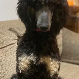 Assorted Doodle Crosses and Poodles from Gemstone Poodles and Doodles