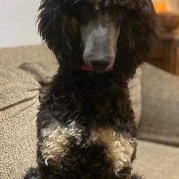 Assorted Doodle Crosses and Poodles from Gemstone Poodles and Doodles