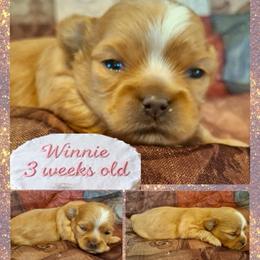 Winnie - Red female Mi-Ki puppy in Toronto, Ohio from Shekinah’s Mi-Kis & Cricket Hill’s Westies