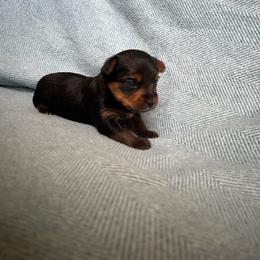 Puppy 6 - Black and tan male Yorkshire Terrier puppy in Kissimmee, Florida from The Yorkie House