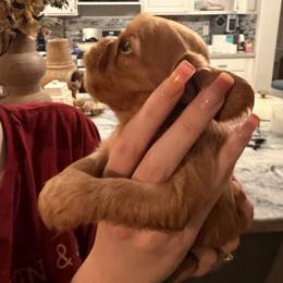 Cavalier King Charles Spaniel and Cavapoo Puppies from Unicorn Tears and Cavaliers