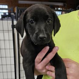 Blue Collar - Black male Labrador Retriever puppy in Boyd, Minnesota from Lindley Labradors