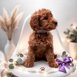 Bailey - Apricot female Goldendoodle puppy in Creston, Ohio from Mini Doodles Dandy