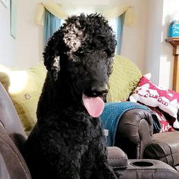 Phoenix  - Poodle