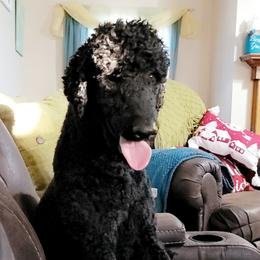 Phoenix  - Poodle