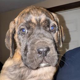 Annie - Brindle female Mastiff puppy in Carthage, Missouri from Mama’s Mastiffs