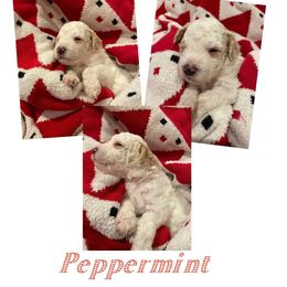 Girl 1 - White female Bernedoodle puppy in Pismo Beach, California from Beach Bernedoodles