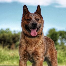 Sue - Australian Cattle Dog