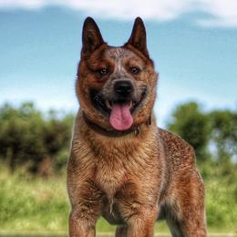 Sue - Australian Cattle Dog