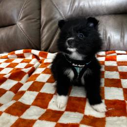 Pomeranian Puppies from Bella's Babies