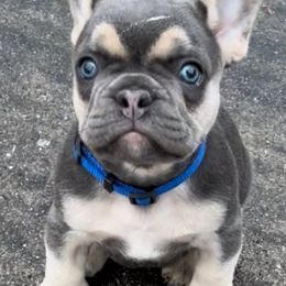 French Bulldogs from J’Adorabullz Premium French Bulldogs