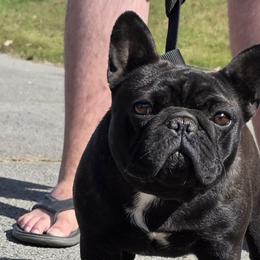 French Bulldogs and Rottweilers from Vom Hause Alistair
