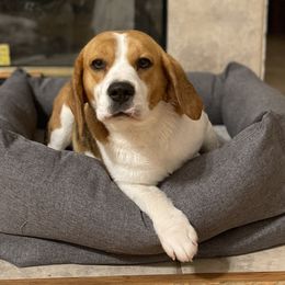 Beagles from Valley Beagles