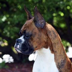 Boxers from French Quarter Boxers
