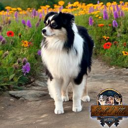 Ranger - Toy Australian Shepherd