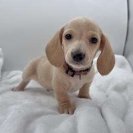 Brown - Cream male Dachshund puppy in Goodyear, Arizona from AZ Royal Doxies llc