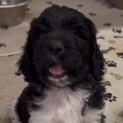 Patsy - female Newfypoo puppy in San Antonio, Texas from Mammoth Doodles