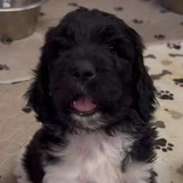 Patsy - female Newfypoo puppy in San Antonio, Texas from Mammoth Doodles