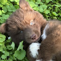 Phoenix - Red and white female Siberian Husky puppy in Union Grove, Alabama from Southern Siberian Life