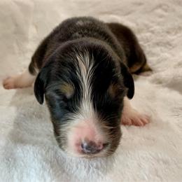 Black Tri - Black tri-color female Australian Shepherd puppy in Hayward, California from Grissom’s Aussies