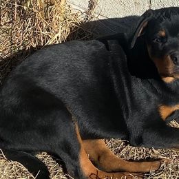 Boy 3 - Rottweiler puppy in Irvine, Kentucky from Hale Haus Rottweilers