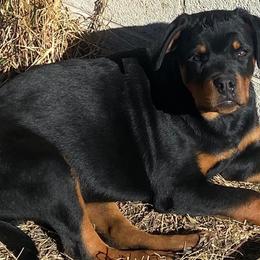 Boy 3 - Rottweiler puppy in Irvine, Kentucky from Hale Haus Rottweilers