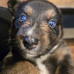 Rosamond  (Rosie) - Black tri-color female Australian Shepherd puppy in Bastrop, Texas from Triple J Aussie Ranch