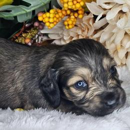 Slate - Cream male Dachshund puppy in Lakeland, Florida from Buckwild Doxies