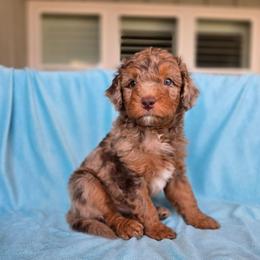 Tulip - Red merle female Aussiedoodle puppy in Prescott Valley, Arizona from Ramirez Family Doodles