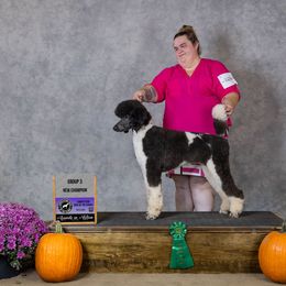 Mary - Poodle
