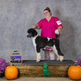 Mary - Poodle