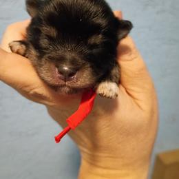 Red collar boy - Tri-colored male Pomeranian puppy in Parthenon, Arkansas from Michelle's Poms