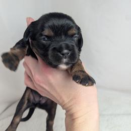 Persia - Black and tan female Cavalier King Charles Spaniel puppy in Seymour, Missouri from Painted Blessing's AKC Cavaliers LLC