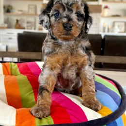 Opal - Merle female Goldendoodle puppy in Indiahoma, Oklahoma from Farm Fresh Doodles