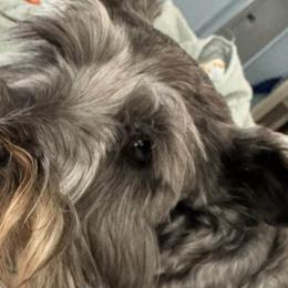 Miniature Schnauzers from Trulove’s puppies