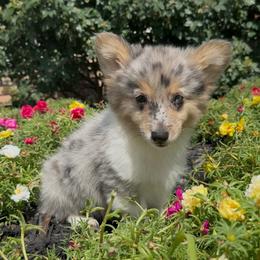 Full fluffy Bob - Blue merle and white male American Corgi puppy in Decatur, Texas from Bar S Corgis