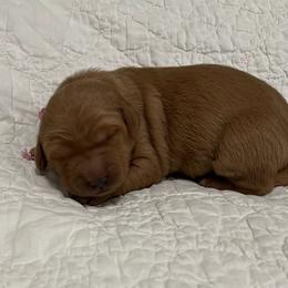 Girl 2 - Dark golden female Golden Retriever puppy in Centerburg, Ohio from Future Hope Goldens
