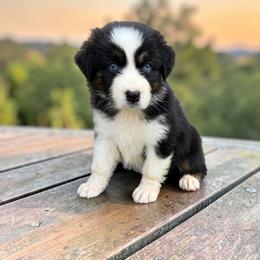 Maisy Henson - Black tri-color female Australian Shepherd puppy in Statesville, North Carolina from Charming Australian Shepherds