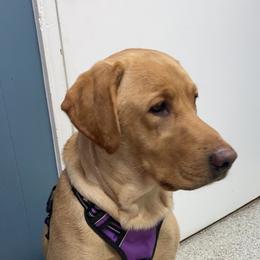 Labrador Retrievers from Darbytown Labradors