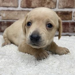 Autumn - Red female Dachshund puppy in Industry, Illinois from KDKs Kennels