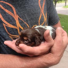 Dachshund Puppies from Lauren's Dachshunds