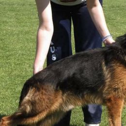 German Shepherds from Twin Oaks German Shepherds