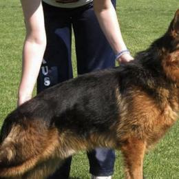 German Shepherds from Twin Oaks German Shepherds