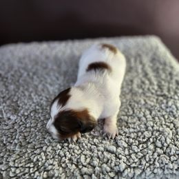 Dachshund Puppies from Rebekah's Dachshunds