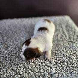 Dachshund Puppies from Rebekah's Dachshunds